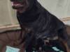 IMG_20200403_140911_compress45